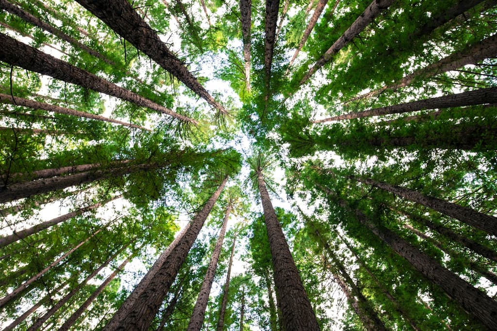 Arboriculture